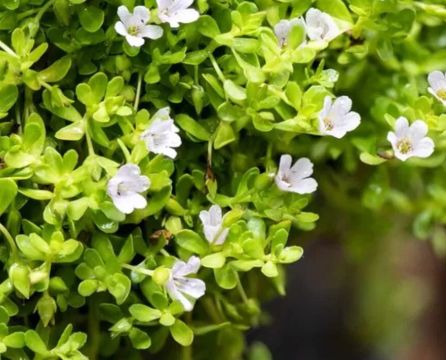 Brain protection from oxidative stress and mental clarity